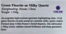 Load image into Gallery viewer, Green Fluorite on Milky Quartz Mineral Specimen (Xianghualing, Hunan, China) – 中国湖南香花岭绿色萤石共生乳白石英天然矿物标本