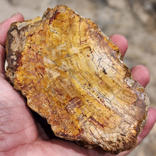 Load image into Gallery viewer, Petrified Wood – Stone of Grounding & Transformation