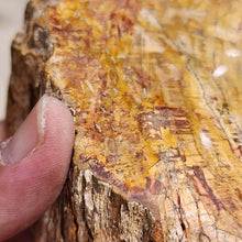 Load image into Gallery viewer, Petrified Wood – Stone of Grounding & Transformation