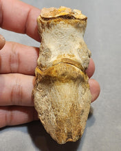 Load image into Gallery viewer, Eohippus Foot Fossil