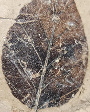 Load image into Gallery viewer, Leaf Foosil