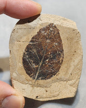 Load image into Gallery viewer, Leaf Foosil