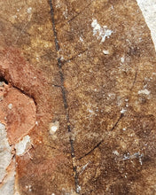 Load image into Gallery viewer, Leaf Foosil