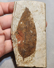 Load image into Gallery viewer, Leaf Foosil