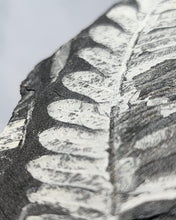 Load image into Gallery viewer, Leaf Foosil