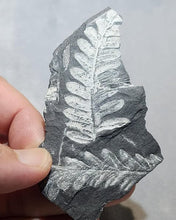Load image into Gallery viewer, Leaf Foosil