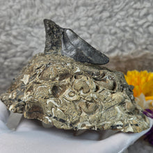 Load image into Gallery viewer, Megalodon Tooth with Coral Matrix – 巨齿鲨牙齿珊瑚母岩化石