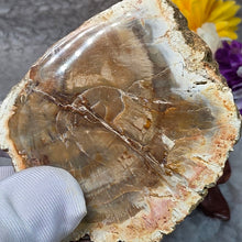 Load image into Gallery viewer, Petrified Wood Display (Madagascar) – 马达加斯加木化石摆件
