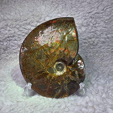 Load image into Gallery viewer, Ammonite Fossil (Canada) – Abundance, Protection & Energy Flow