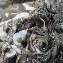 Load image into Gallery viewer, Megalodon Tooth with Coral Matrix – 巨齿鲨牙齿珊瑚母岩化石