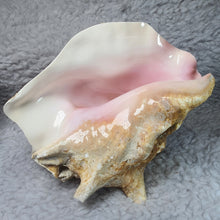 Load image into Gallery viewer, Pink Conch Shell – Ocean Harmony Display