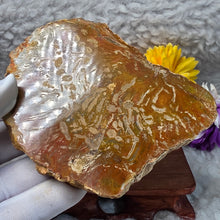 Load image into Gallery viewer, Petrified Wood Display (Madagascar) – 马达加斯加木化石摆件