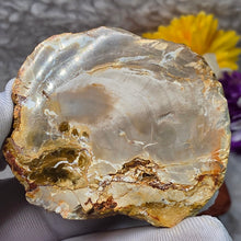 Load image into Gallery viewer, Petrified Wood Display (Madagascar) – 马达加斯加木化石摆件