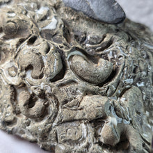Load image into Gallery viewer, Megalodon Tooth with Coral Matrix – 巨齿鲨牙齿珊瑚母岩化石