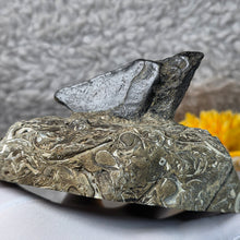 Load image into Gallery viewer, Megalodon Tooth with Coral Matrix – 巨齿鲨牙齿珊瑚母岩化石