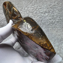 Load image into Gallery viewer, Ammonite Fossil (Canada) – Abundance, Protection & Energy Flow