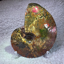 Load image into Gallery viewer, Ammonite Fossil (Canada) – Abundance, Protection & Energy Flow