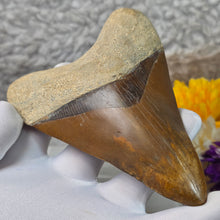 Load image into Gallery viewer, Megalodon Shark Tooth Fossil – Authentic Prehistoric Shark Fossil – 巨齿鲨牙齿化石