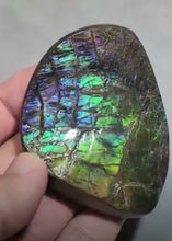 Load image into Gallery viewer, Ammolite from Canada