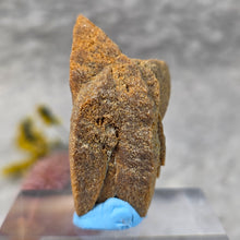 Load image into Gallery viewer, Glendonite – Earth Wisdom & Grounded Transformation Stone