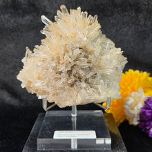 Load image into Gallery viewer, Clear Quartz with Blue Needle Cluster Display (Santander Mine, Colombia) – 哥伦比亚 Santander 蓝针水晶天然石英簇矿物摆件