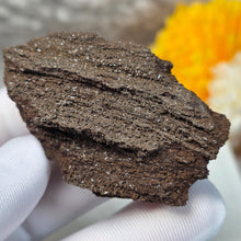 Load image into Gallery viewer, German Druzy Petrified Wood Display – Ancient Fossil Wood Specimen – 德国晶洞木化石远古化石标本