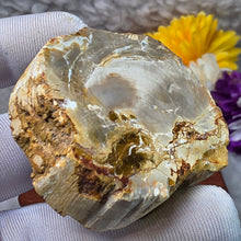 Load image into Gallery viewer, Petrified Wood Display (Madagascar) – 马达加斯加木化石摆件