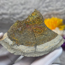 Load image into Gallery viewer, Rainbow Pyrite Specimen Display (Russia) – 俄罗斯彩虹黄铁矿标本摆件