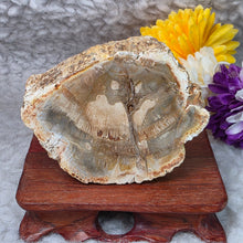 Load image into Gallery viewer, Petrified Wood Display (Madagascar) – 马达加斯加木化石摆件