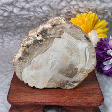 Load image into Gallery viewer, Petrified Wood Display (Madagascar) – 马达加斯加木化石摆件