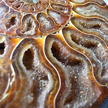 Load image into Gallery viewer, Ammonite Display (Madagascar) – 马达加斯加菊石摆件