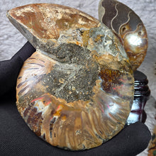 Load image into Gallery viewer, Ammonite Display (Madagascar) – 马达加斯加菊石摆件