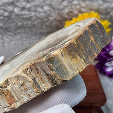 Load image into Gallery viewer, Petrified Wood Display (Madagascar) – 马达加斯加木化石摆件
