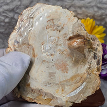 Load image into Gallery viewer, Petrified Wood Display (Madagascar) – 马达加斯加木化石摆件