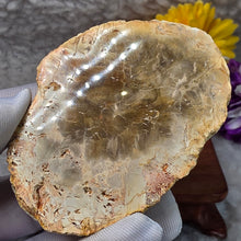 Load image into Gallery viewer, Petrified Wood Display (Madagascar) – 马达加斯加木化石摆件