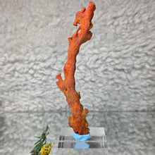 Load image into Gallery viewer, Raw Red Coral – Vitality, Protection & Emotional Strength