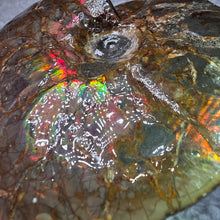 Load image into Gallery viewer, Ammonite Fossil (Canada) – Abundance, Protection & Energy Flow