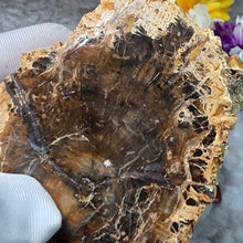 Load image into Gallery viewer, Petrified Wood Display (Madagascar) – 马达加斯加木化石摆件