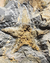 Load image into Gallery viewer, Starfish Fossil