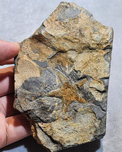 Load image into Gallery viewer, Starfish Fossil