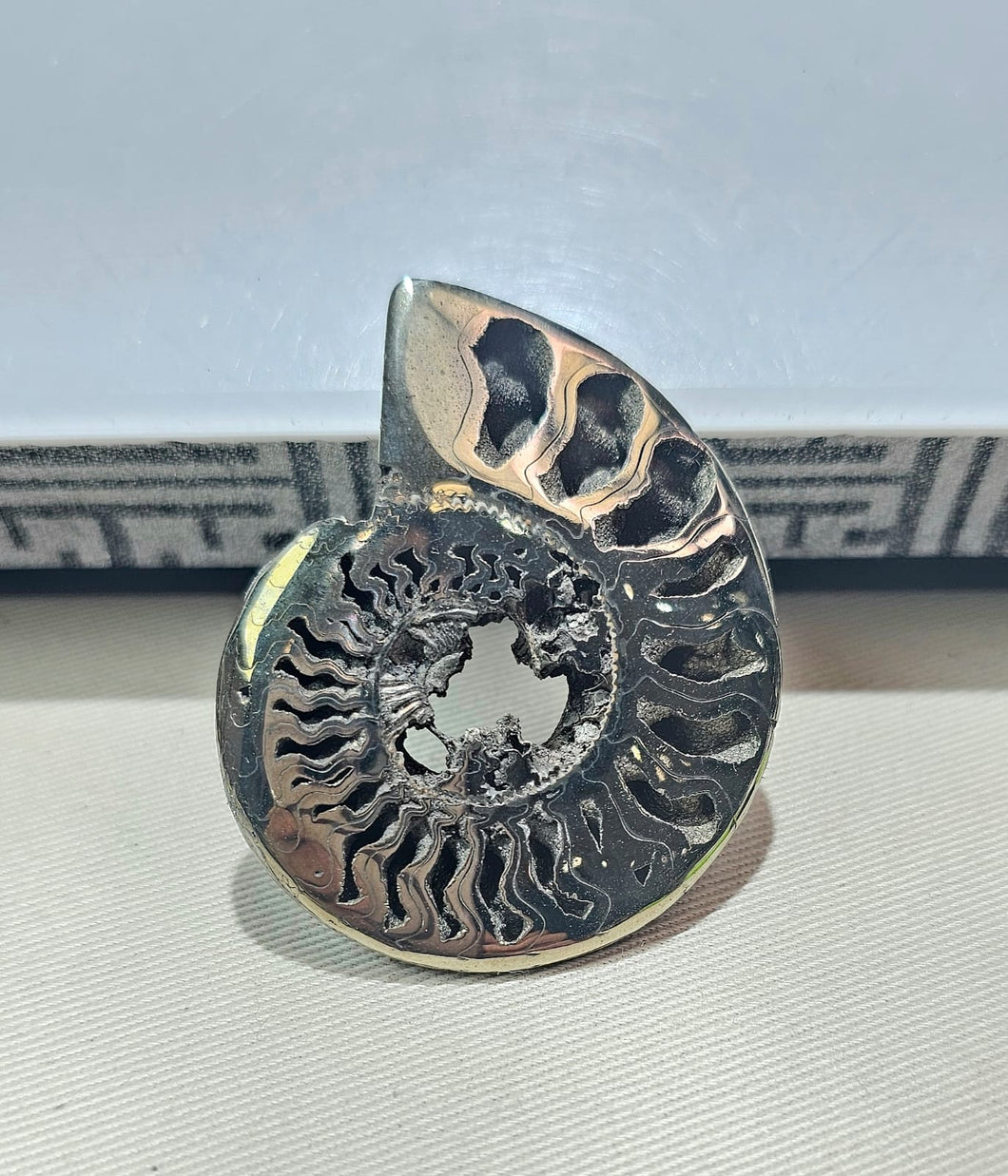 ✨Pyritized Ammonite: Ancient Power & Golden Manifestation!✨