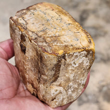Load image into Gallery viewer, Petrified Wood – Stone of Grounding &amp; Transformation
