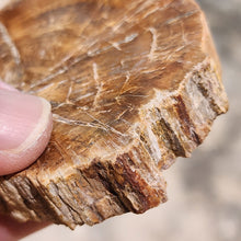 Load image into Gallery viewer, Petrified Wood – Stone of Grounding &amp; Transformation
