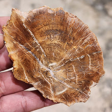Load image into Gallery viewer, Petrified Wood – Stone of Grounding &amp; Transformation
