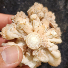 Load image into Gallery viewer, One-of-a-Kind Pink White Aragonite Stalactite
