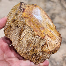 Load image into Gallery viewer, Petrified Wood – Stone of Grounding &amp; Transformation
