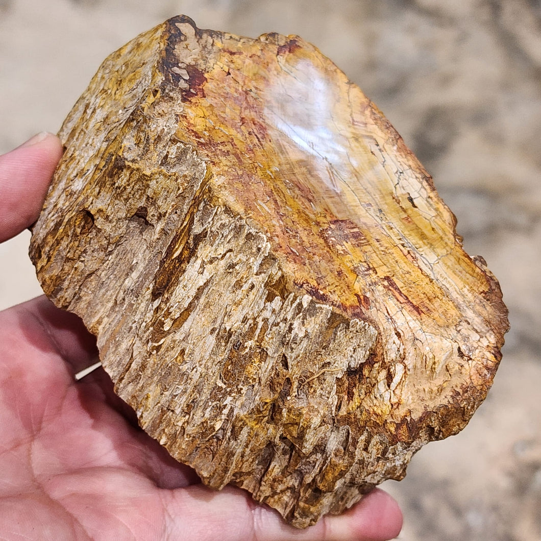 Petrified Wood – Stone of Grounding & Transformation