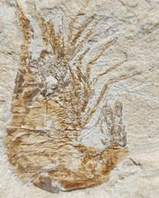 Load image into Gallery viewer, Acanthochirana (Prawn Fossil)
