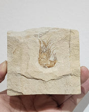 Load image into Gallery viewer, Acanthochirana (Prawn Fossil)
