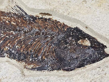 Load image into Gallery viewer, Diplomystus (Fish Fossil)
